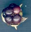 angiocarp frukt